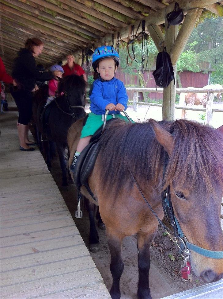 Dreng Sebastian Elvis - Elsker at ride på heste :) billede 9