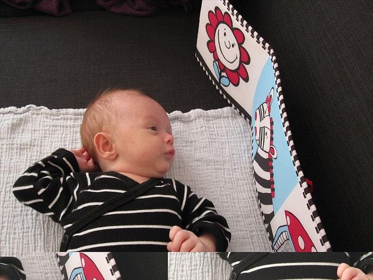 Dreng Leon billede 8