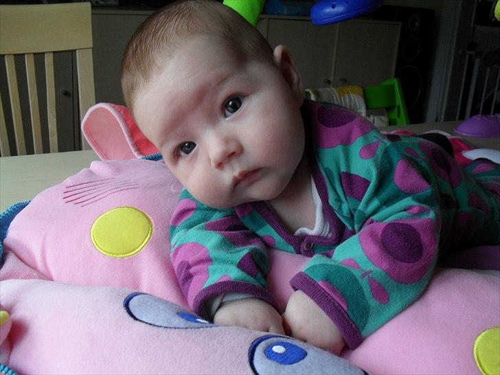 Pige Merle billede 4