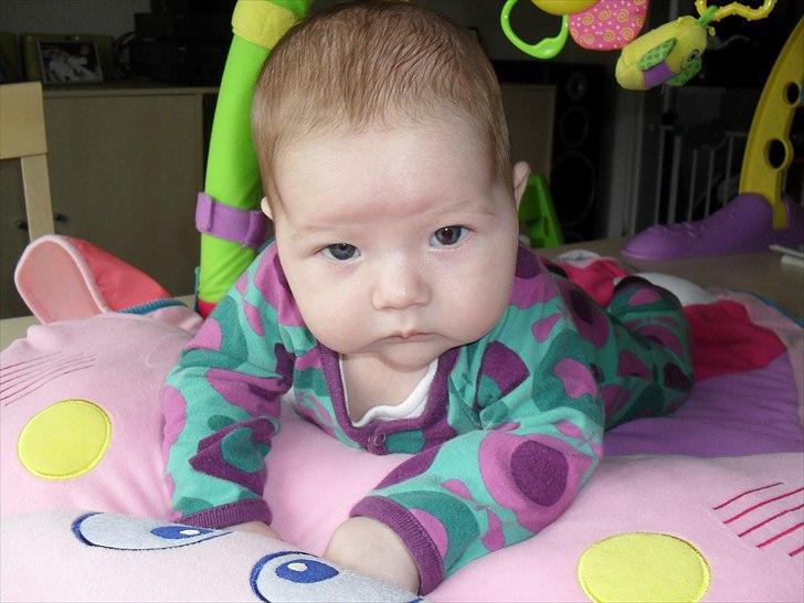 Pige Merle billede 5