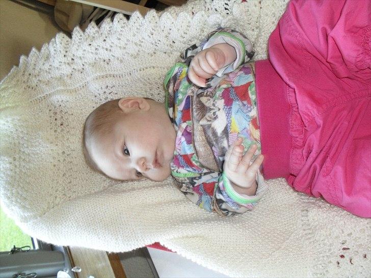 Pige Merle billede 6