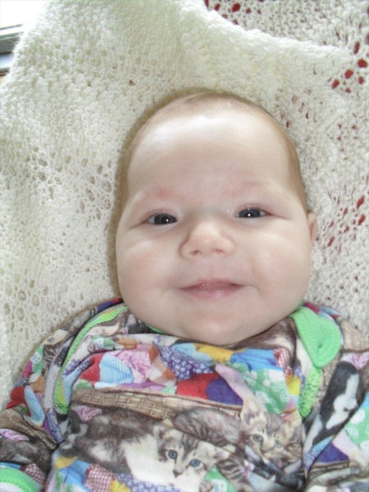 Pige Merle billede 8