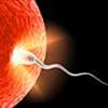 Projekt Baby 2012
