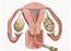 Inseminering