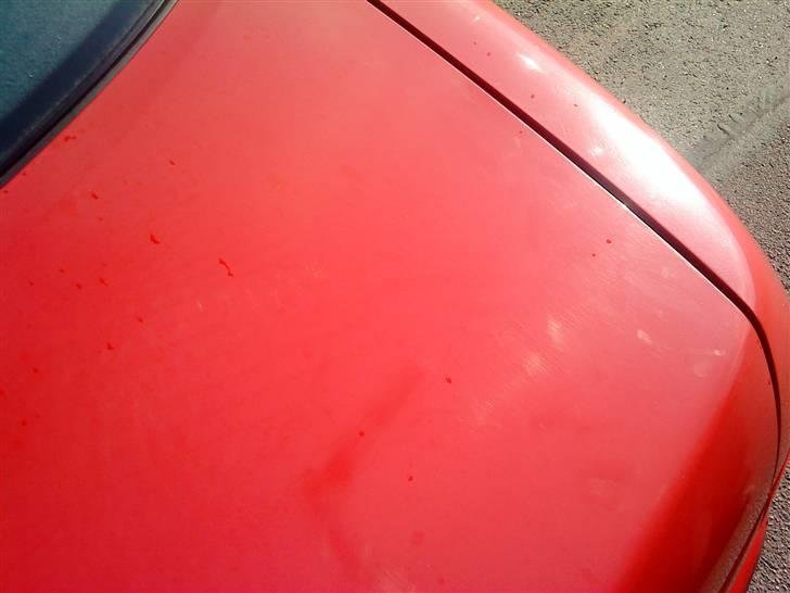 Biler jeg har tonet ruder i + poleret billede 55