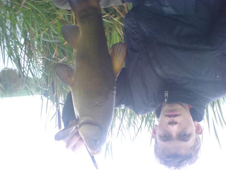 Fisk i jylland! - Sudde fanget på majs! fanget igalten sømose 2,2kilo rigtig pæn, beklager fotografen var skide fuld!!!!!!!!!!!!!!!!! billede 2