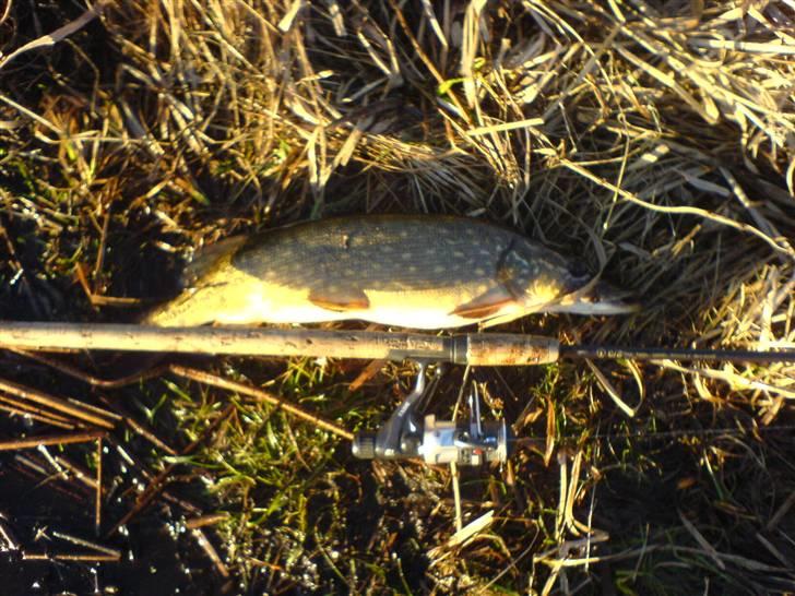 Fisk i jylland! - Gedde 1,7 kilo galten somose fanget på en en dejlig vinter aften! billede 3