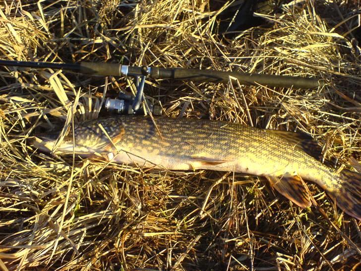 Fisk i jylland! - Gedde 4kilo, fanget af kammi! billede 4