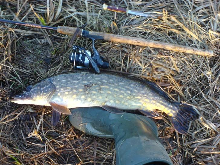 Fisk i jylland! - Gedde 2,5kilo billede 5
