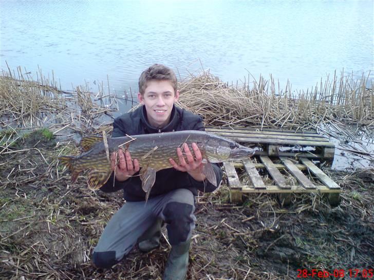 Fisk i jylland! - Fin 4,2kilos gedde taget i Galten sømose (Jylland) billede 1