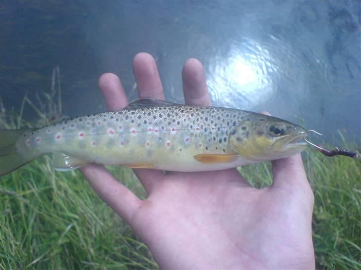 Fisk i jylland! - Fin lille bæk ørred fanget i egen å.
sat ud igen, men fin er den! billede 6
