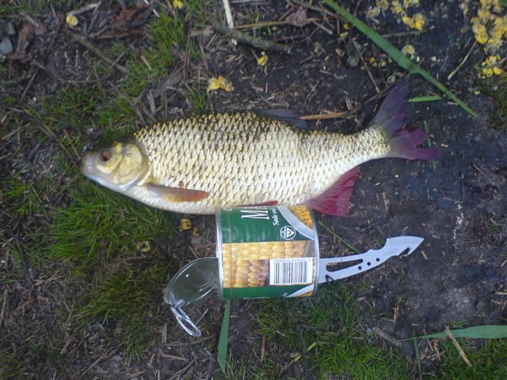 Fisk i jylland! - Rekord skalle! vægt??? men stor fanget på bambus pind da mig og en kammi lige skulle prøve om det kunne lade sig gøre! billede 7