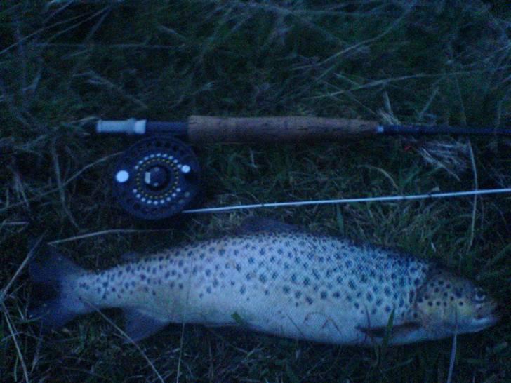 Fisk i jylland! - 41cm Bækørred samme som den før! billede 9