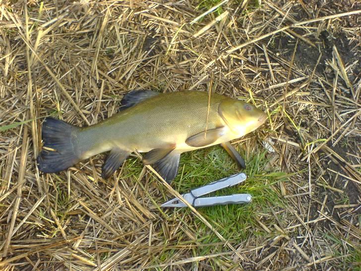 Fisk i jylland! - 1,1kilos sudde taget i Galten sømose! billede 10