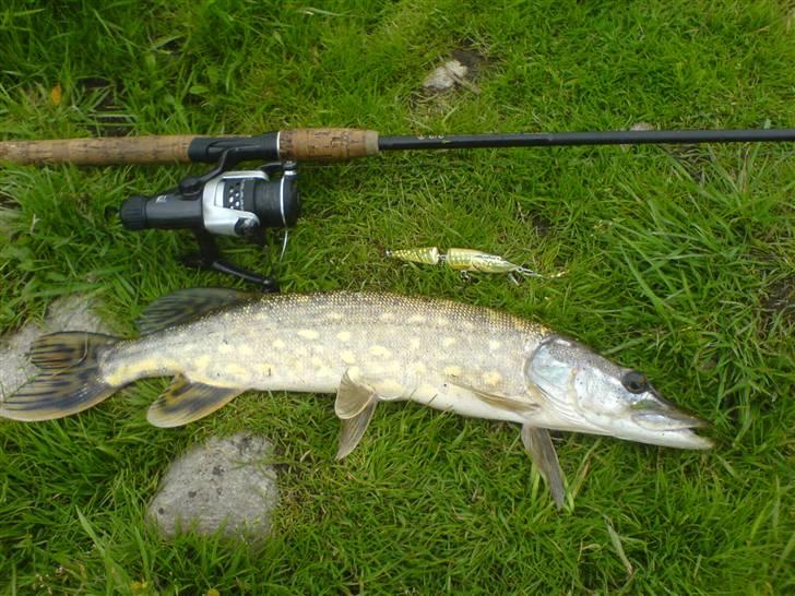 Fisk i jylland! - Fin sensommer Gedde 2,1 kilo billede 11