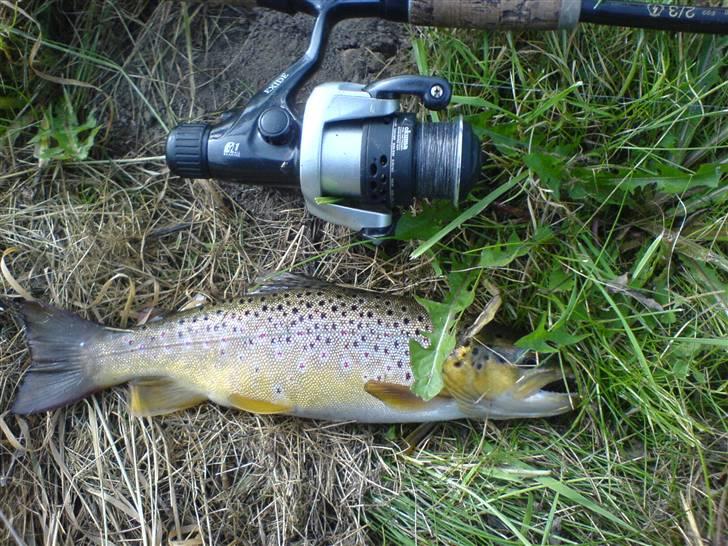 Fisk i jylland! - 35cm Bækørred fanget i egen å! billede 12