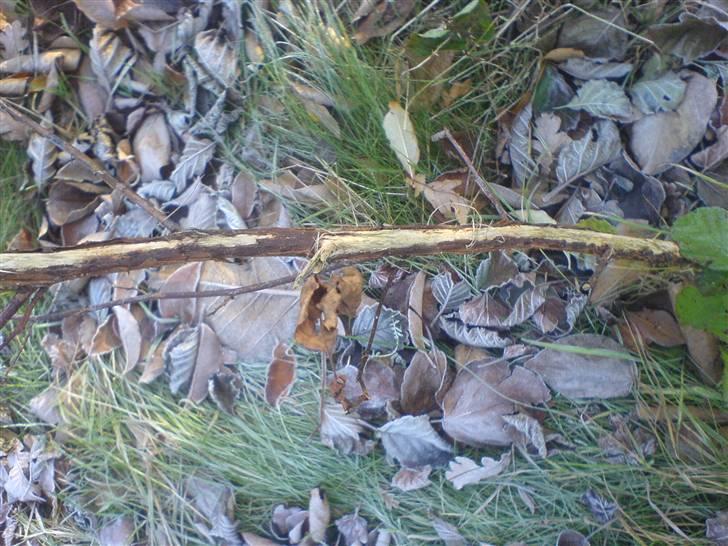 Jagt i Jylland. - Spor fra en buk, Bukken har her skrabt med sin opsats! billede 4