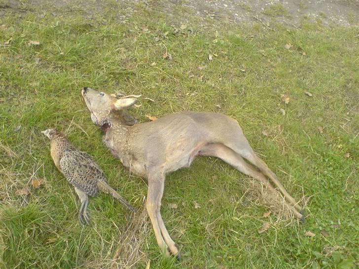 Jagt i Jylland. - Spidsbuk og fasan høne! billede 6