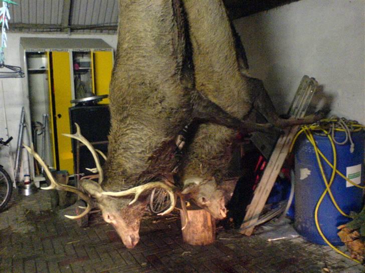 Jagt i Jylland. - Ven oppe fra Hanstholm, har her skud to kæmpe Kronhjorte, i lige så mange skud! billede 8