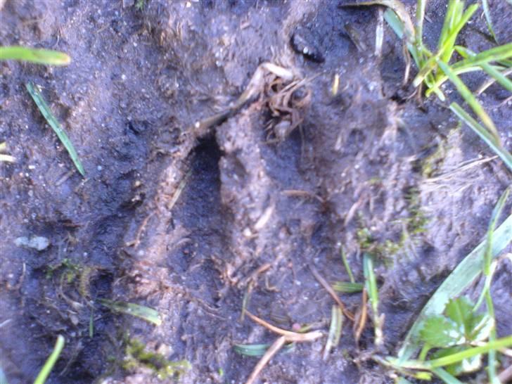 Jagt i Jylland. - Fod fra Råvildt. billede 15