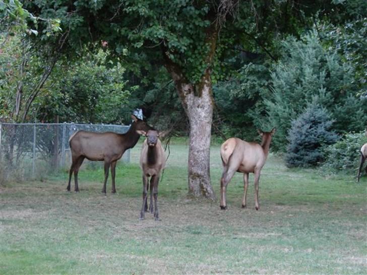 Lidt billeder fra en bilautists USA rejser! - Ja Ja! Dyrene kom sgu helt ned i byen om aftenen....
 billede 148