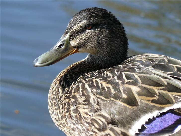 Digi pics - Random - Borgvold i Viborg billede 5