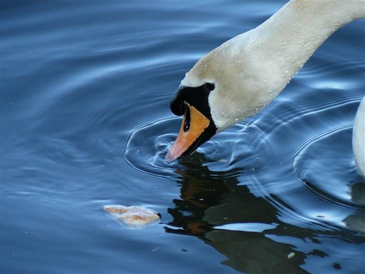 Digi pics - Random - Borgvold i Viborg billede 7