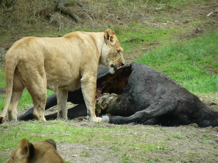 Digi pics - Random - Givskud Zoo billede 8