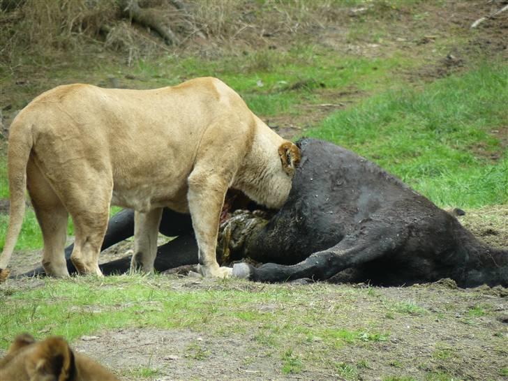 Digi pics - Random - Givskud Zoo billede 9