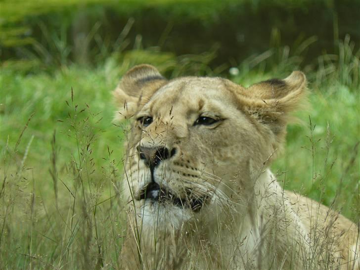 Digi pics - Random - Givskud Zoo billede 10