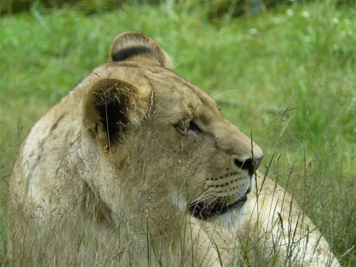 Digi pics - Random - Givskud Zoo billede 11