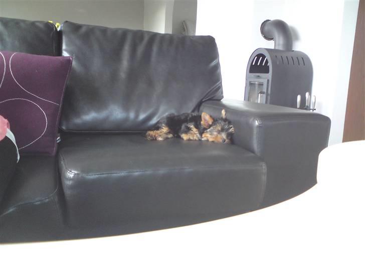 Lidt sjove billder billede 21