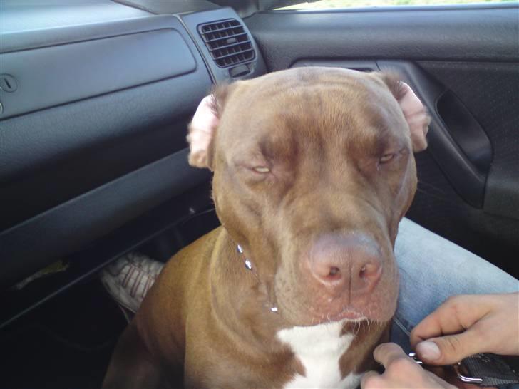 Lidt sjove billder billede 23