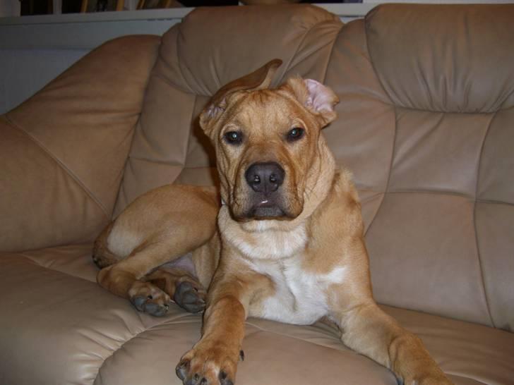 Min dejlige hund turner billede 1