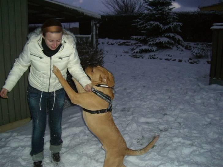 Min dejlige hund turner billede 2