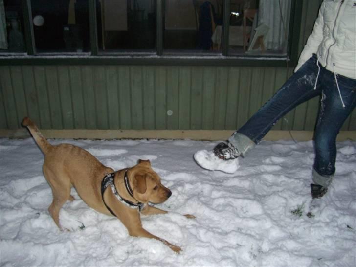 Min dejlige hund turner billede 3