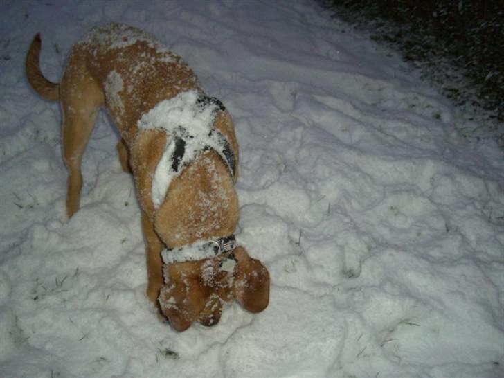 Min dejlige hund turner billede 4