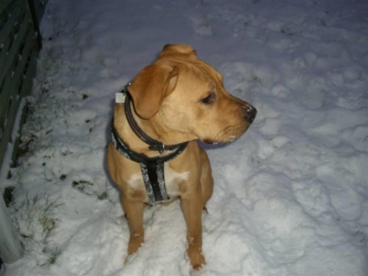 Min dejlige hund turner billede 5