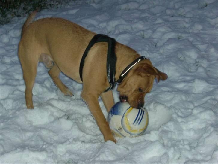 Min dejlige hund turner billede 6