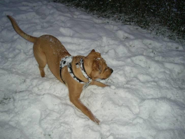 Min dejlige hund turner billede 7