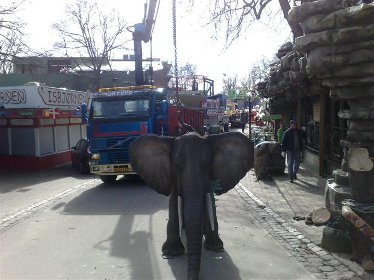 1 Dag som kranfører - PÅ Bakken
Pas på elefanten vogter ! :-) billede 1