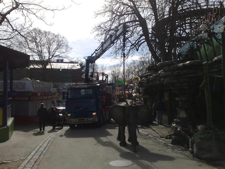 1 Dag som kranfører - PÅ Bakken
Vi Satte dyr op på Safari expressen billede 2