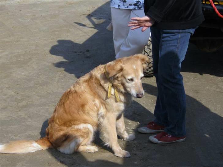 Rømø... 4x4, sol, sand og vand !! - Hun var såååå søøøød ... billede 25