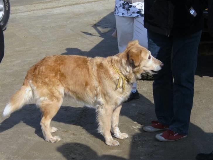 Rømø... 4x4, sol, sand og vand !! - HOV.. der er hun jo igen ... billede 24