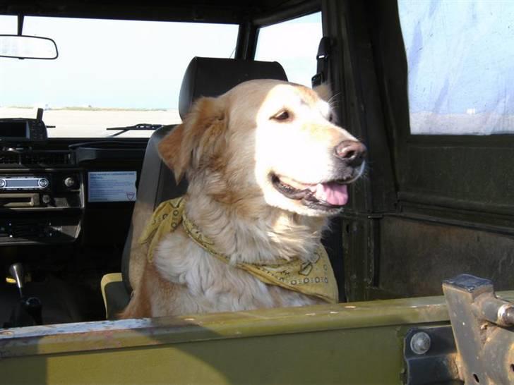 Rømø... 4x4, sol, sand og vand !! - Denne lille pige gemte sig bag i "Bumle".. hun var bare dejlig !! billede 11