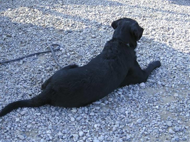 Rømø... 4x4, sol, sand og vand !! - Mollemors sorte gummidyr "Dumbo" var også med.. billede 9