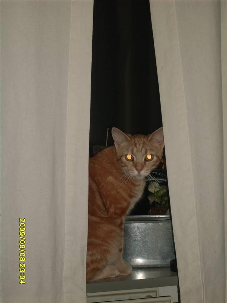 Tyson, Nova, Pine og Plage billede 1