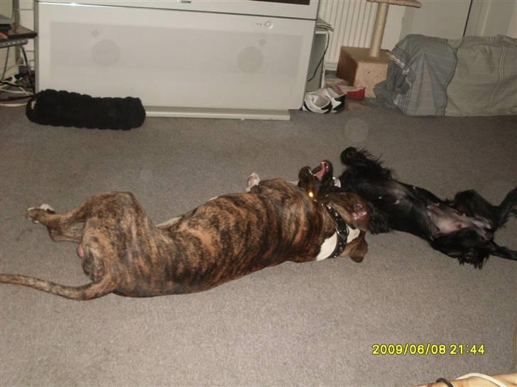 Tyson, Nova, Pine og Plage billede 2