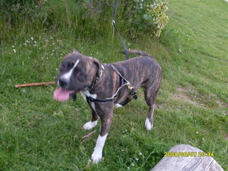 Tyson, Nova, Pine og Plage billede 4