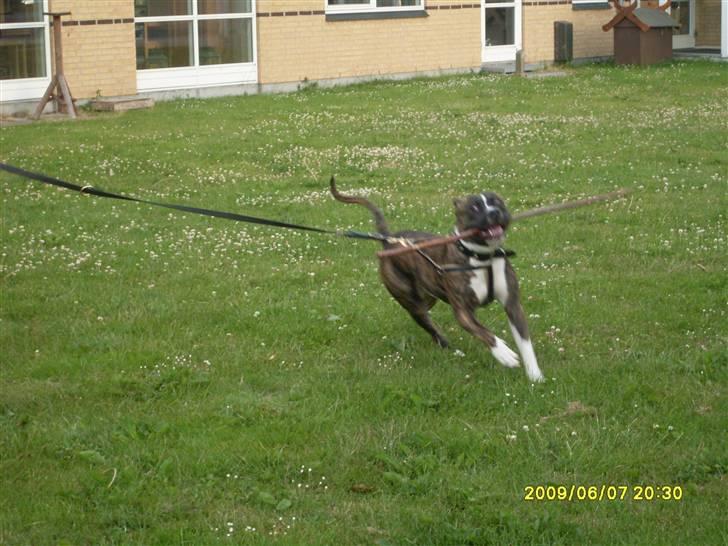 Tyson, Nova, Pine og Plage billede 5